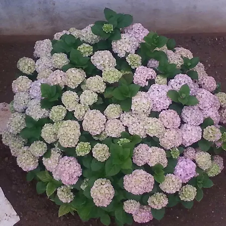 A1 Marina, Okrug Gornji * تروغير